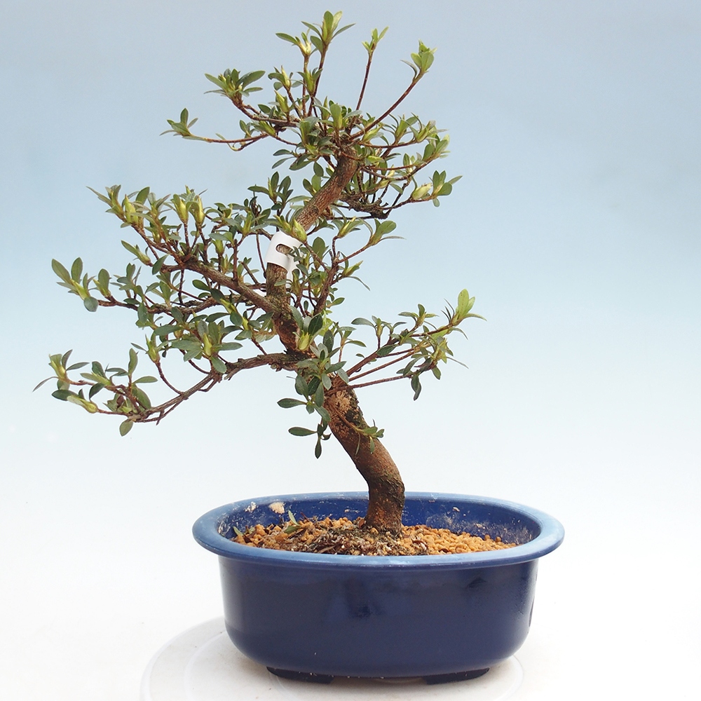Bonsai für draußen - Japanische Azalee - Azalee Yoko