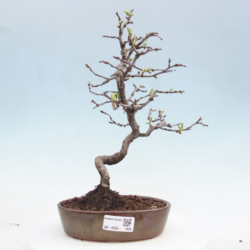 Bonsai für draußen - Chaneomeles chinensis