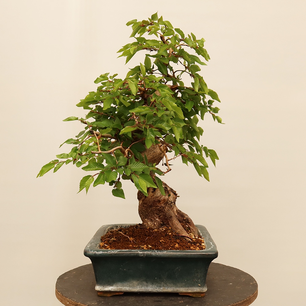 Bonsai für draußen - Karpinus Coreana - Koreanische Hainbuche
