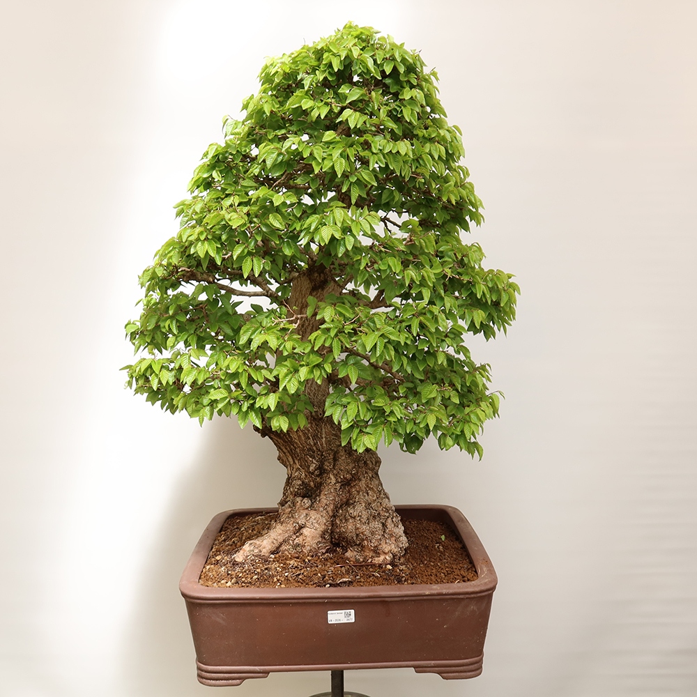 Bonsai für draußen - Karpinus Coreana - Koreanische Hainbuche