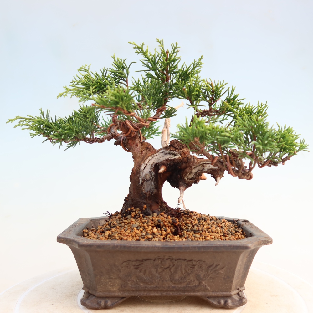 Bonsai für draußen - Juniperus chinensis Itoigawa
