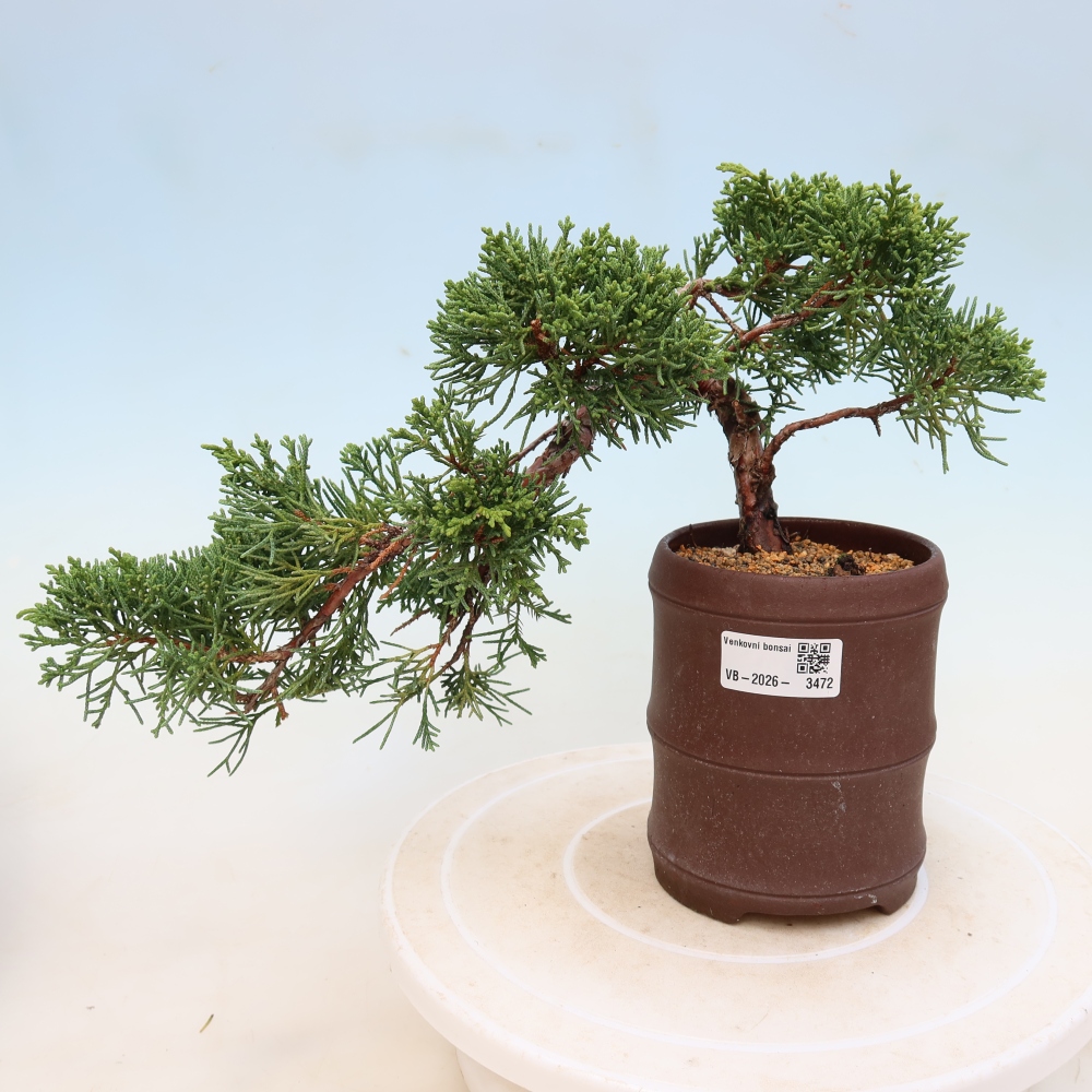 Bonsai für draußen - Juniperus chinensis Kishu