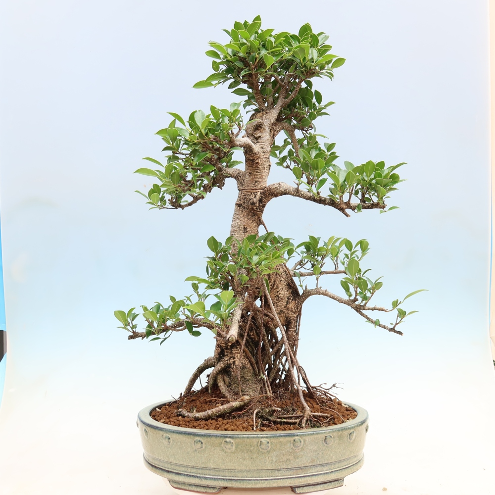 Zimmerbonsai - Ficus kimmen - Kleinblättriger Ficus