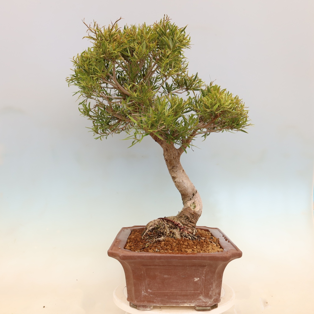 Zimmerbonsai - Ficus nerifolia - Kleinblättriger Ficus