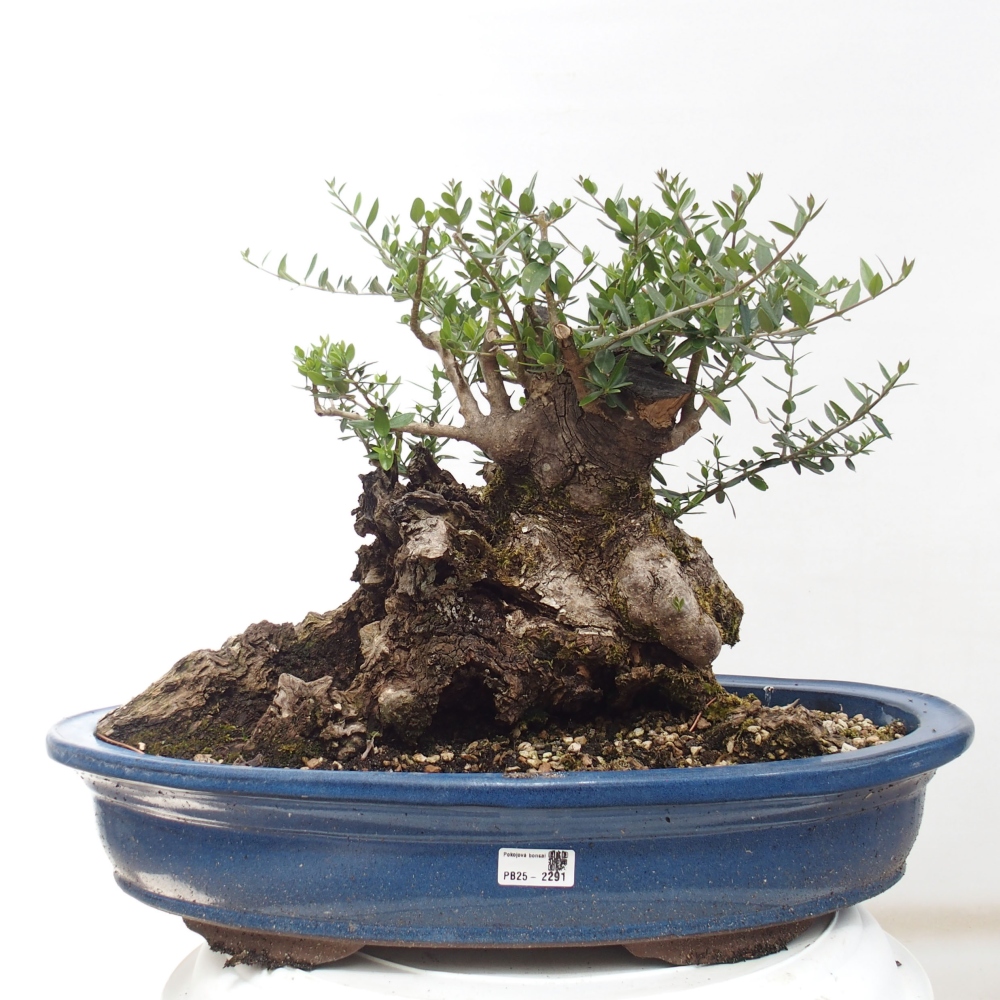 Zimmerbonsai - Olea europaea sylvestris