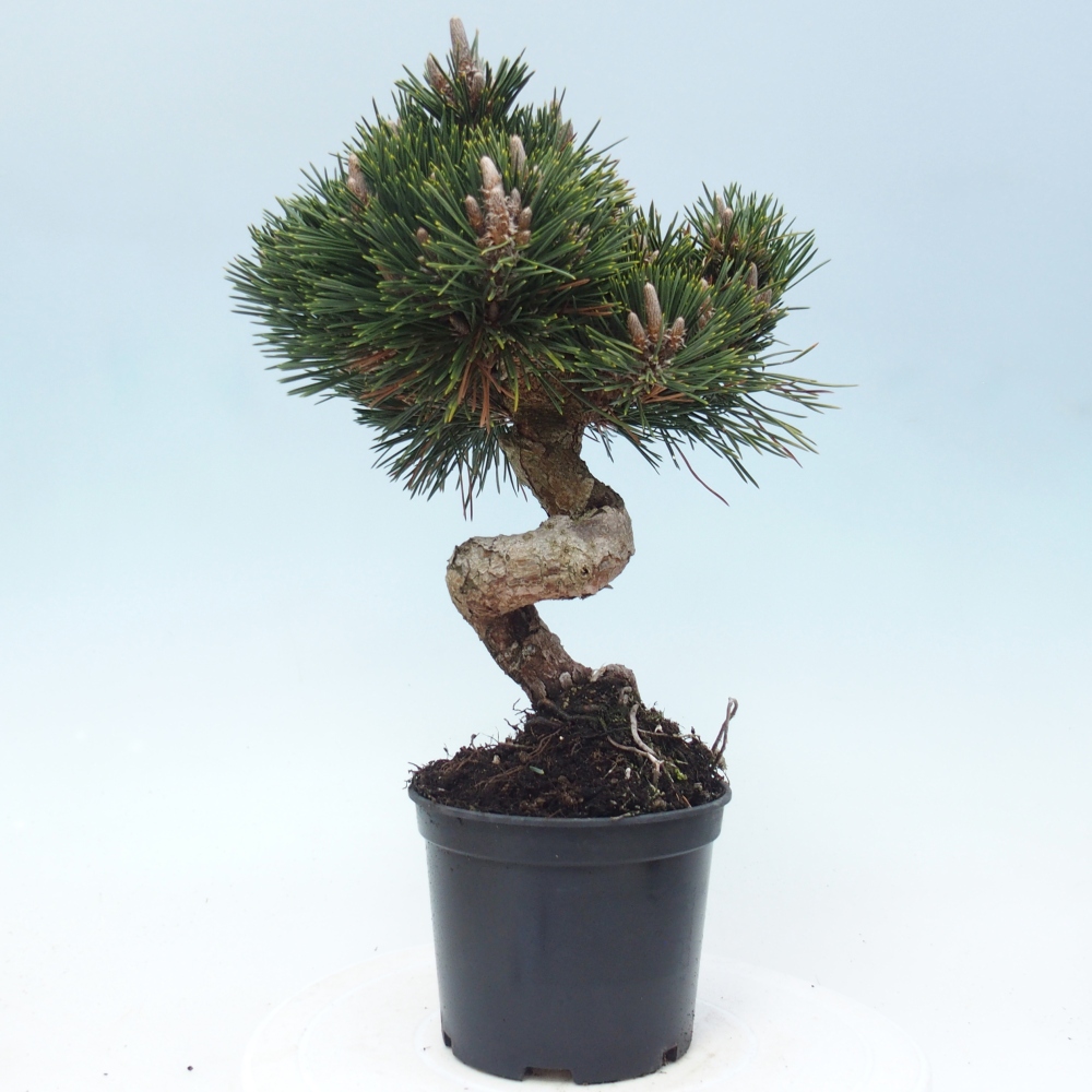 Bonsai für draußen - Pinus thunbergii senjyumaru - Thunberg-Kiefer