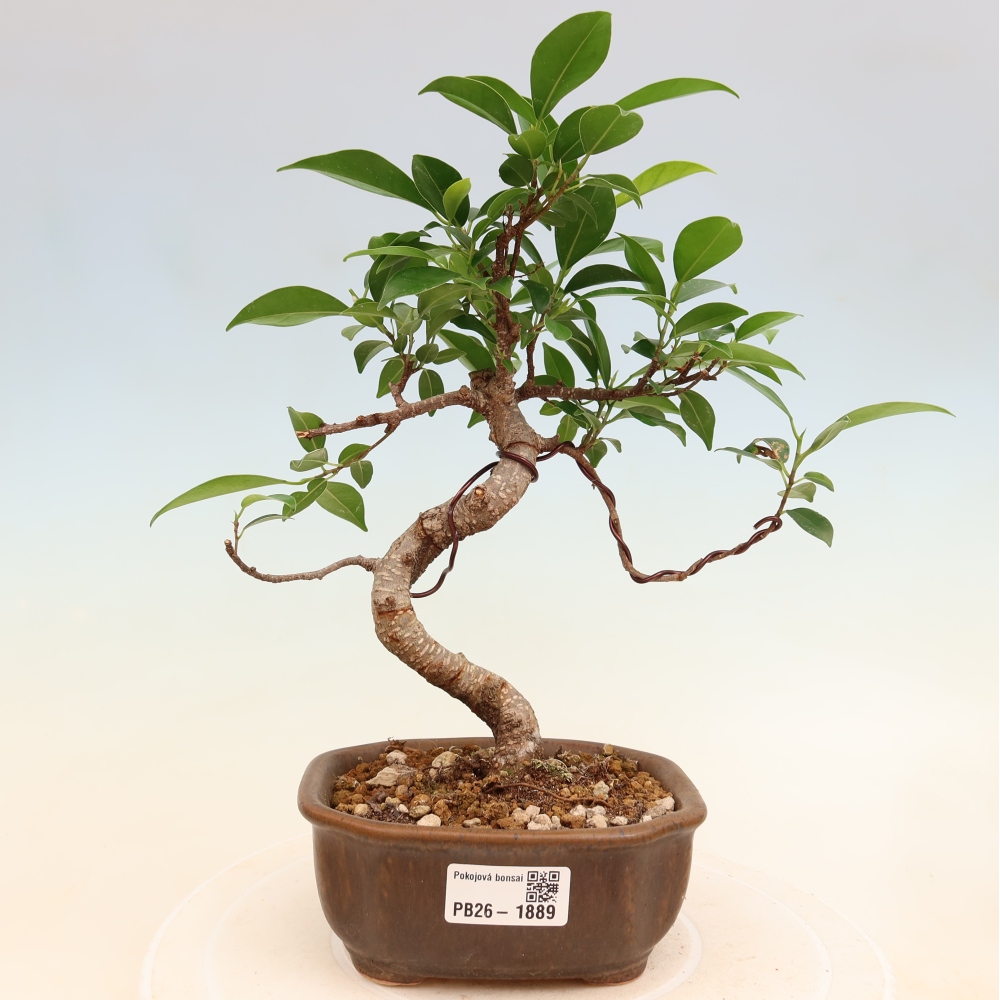 Zimmerbonsai - Ficus retusa - Kleinblättriger Ficus