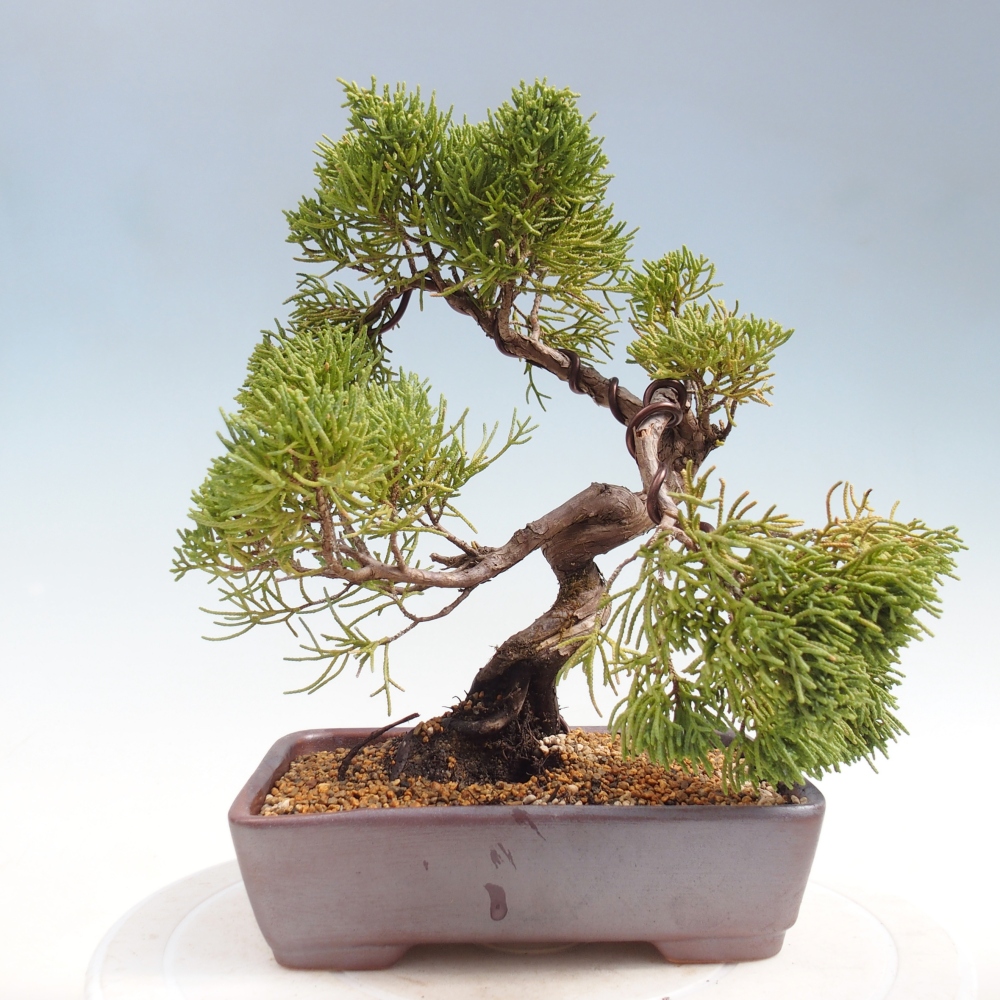 Bonsai für draußen - Juniperus chinensis Kishu