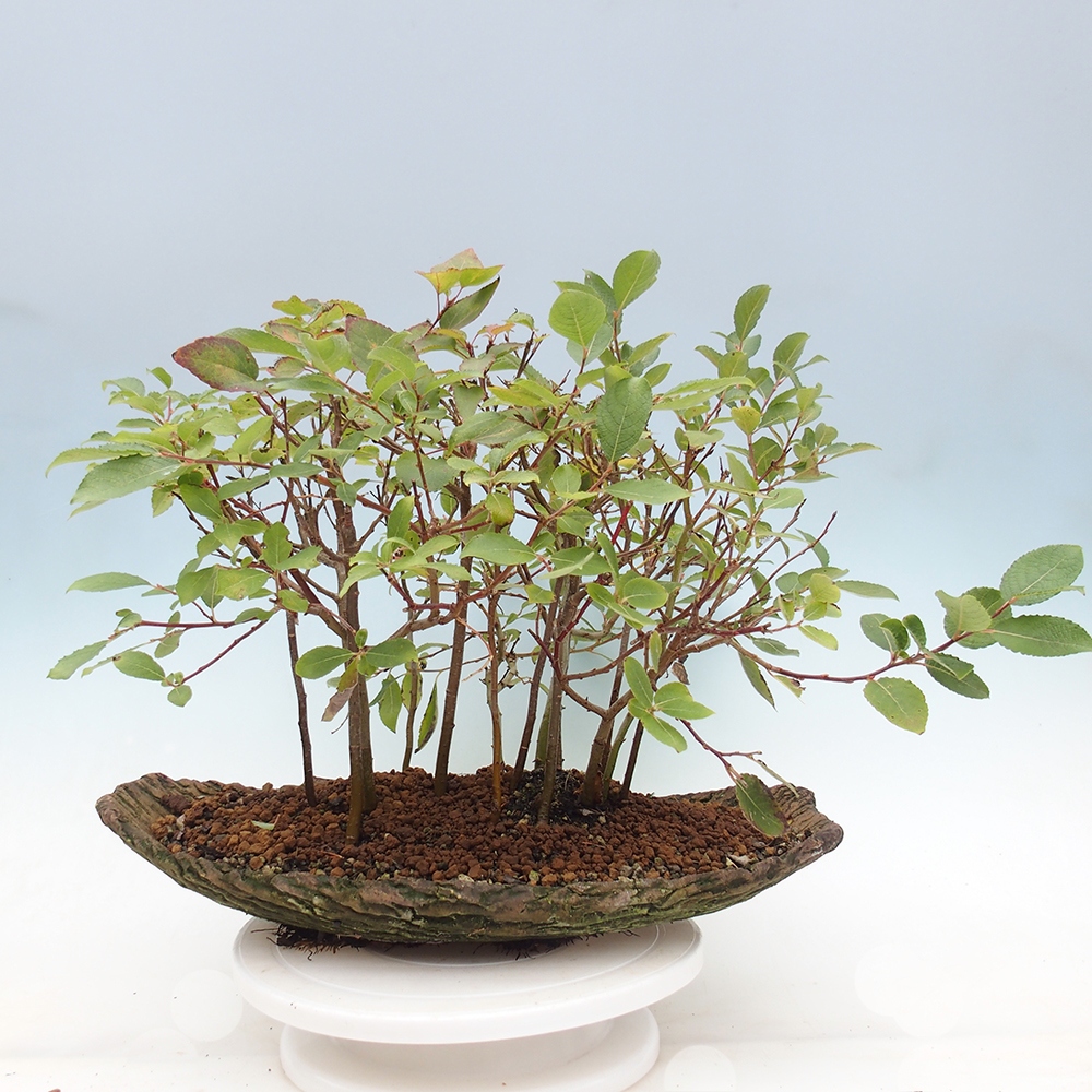 Bonsai für draußen - Salix - Weide