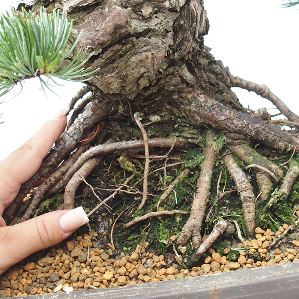 Bonsai für draußen - Pinus parviflora - Pinus parviflora