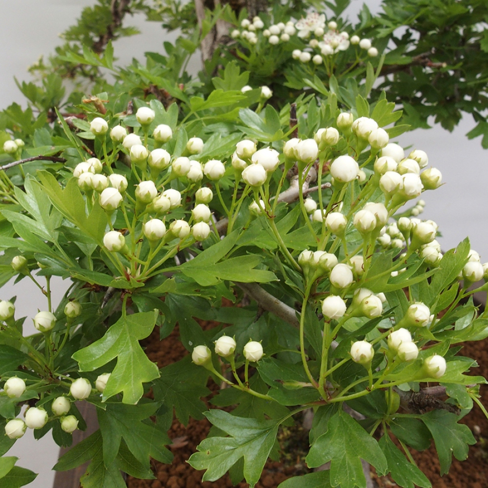 Bonsai für draußen - Weißdorn - Crataegus monogyna