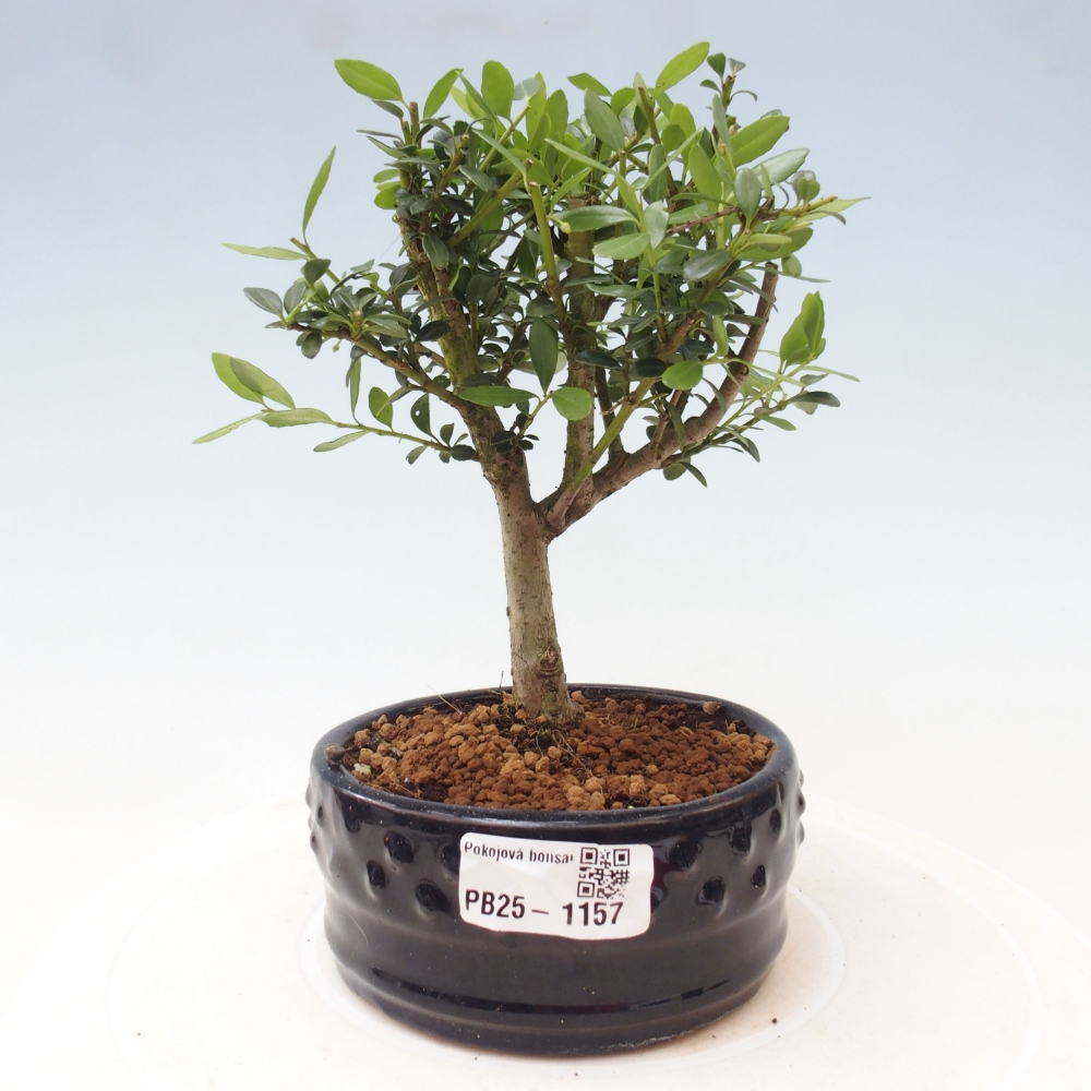 Zimmer Bonsai - Ilex crenata - Stechpalme