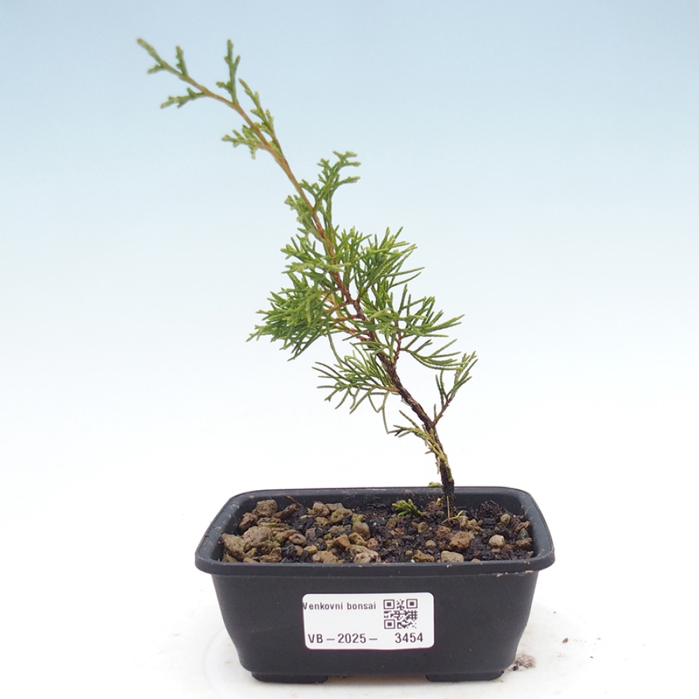 Bonsai für draußen - Juniperus chinensis Itoigawa