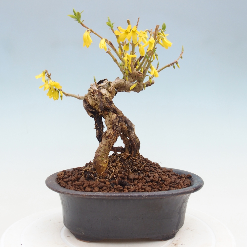 Bonsai für draußen - Zlatice - Forsythia koreana