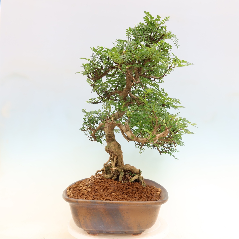 Zimmer Bonsai - Zantoxylum piperitum - Pfefferbaum
