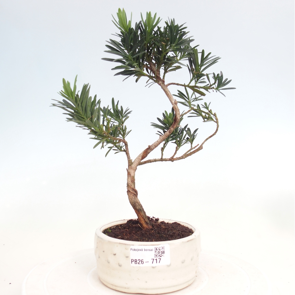 Zimmerbonsai - Podocarpus - Stein-Eibe