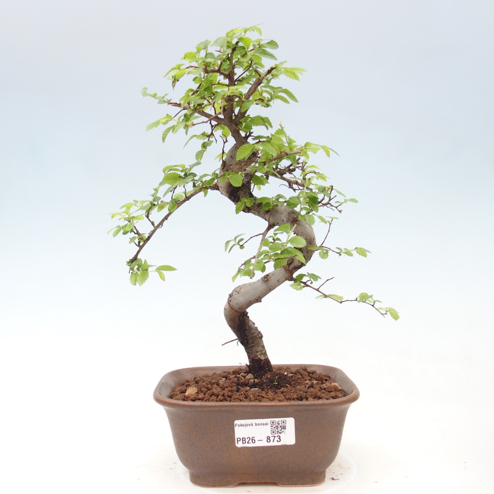 Zimmerbonsai - Ulmus parvifolia - Kleinblättrige Ulme
