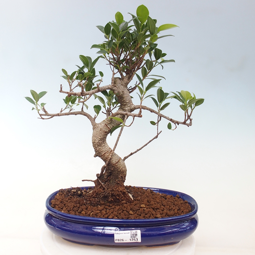 Zimmerbonsai - Ficus kimmen - Kleinblättriger Ficus