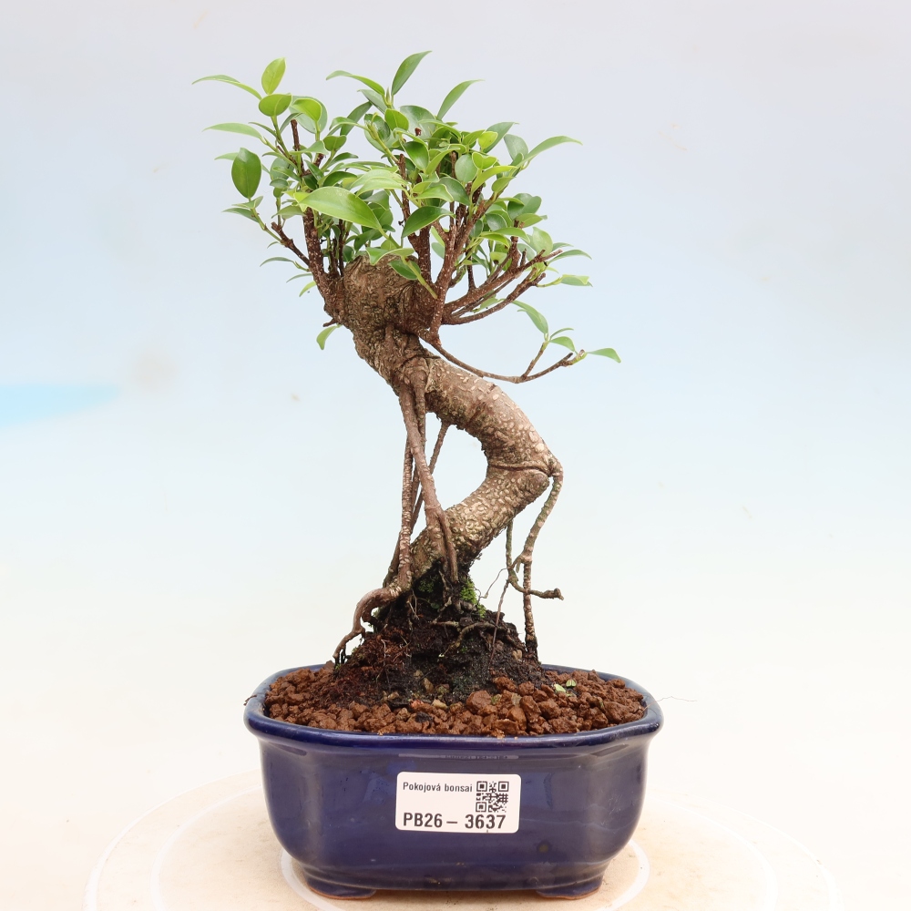 Zimmerbonsai - Ficus kimmen - Kleinblättriger Ficus