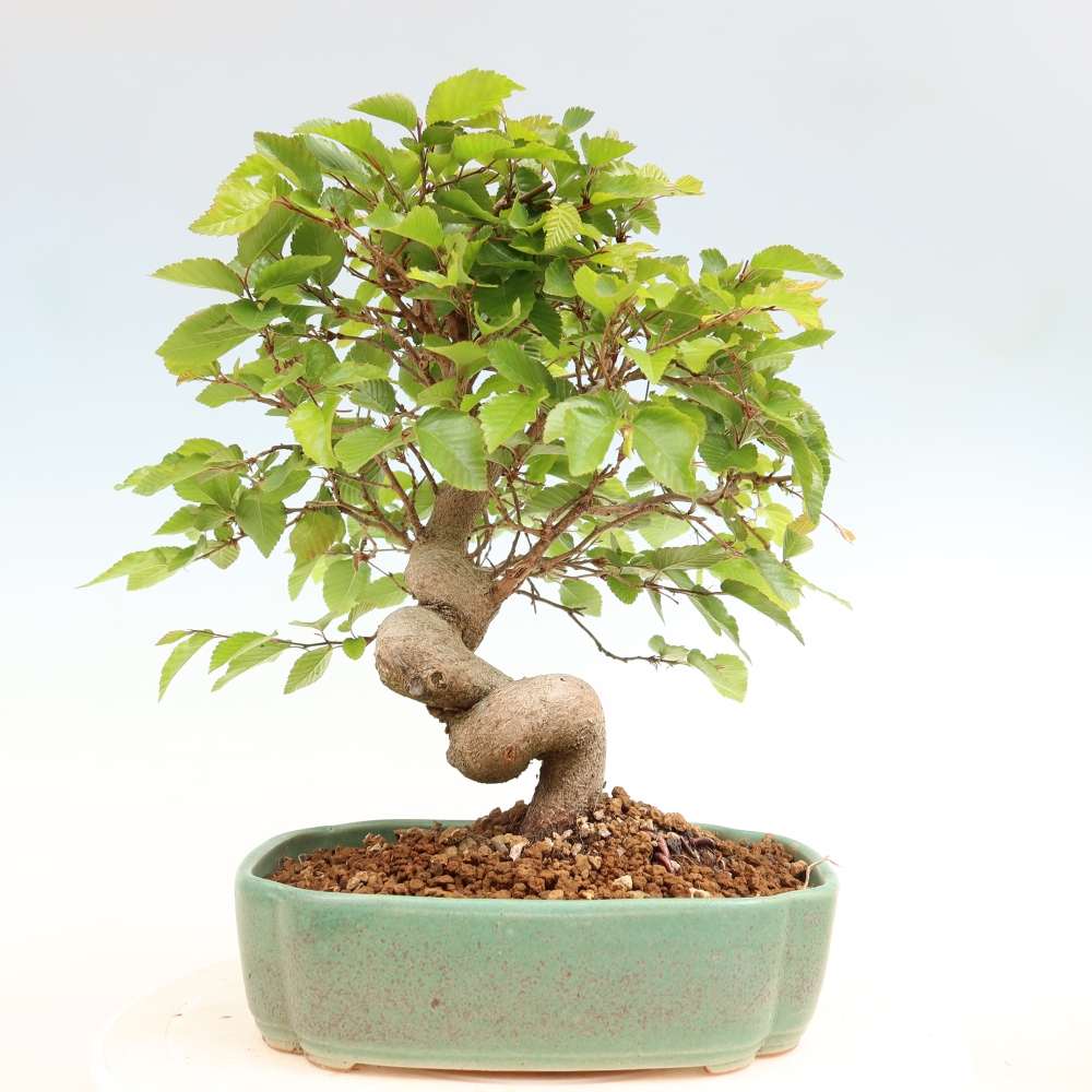 Bonsai für draußen - Karpinus Coreana - Koreanische Hainbuche