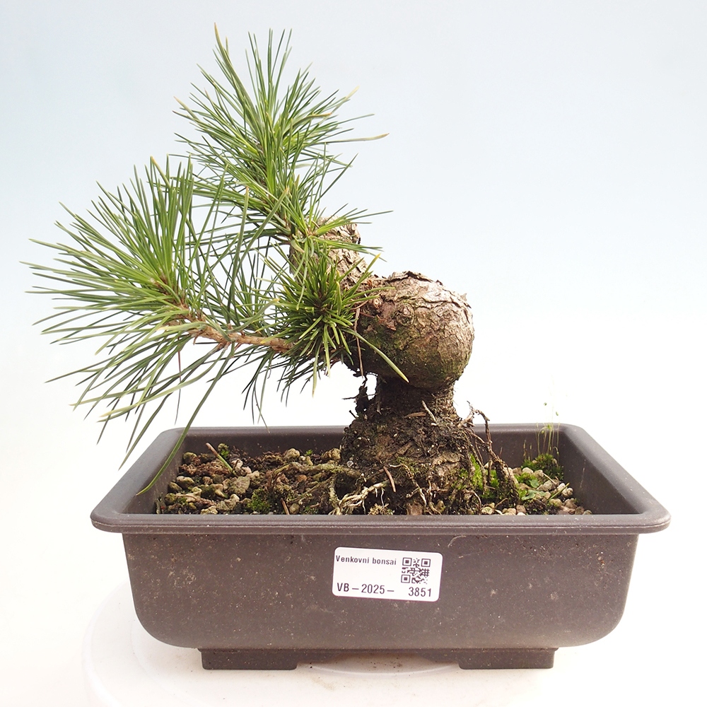 Bonsai für draußen - Pinus thunbergii - Thunberg-Kiefer