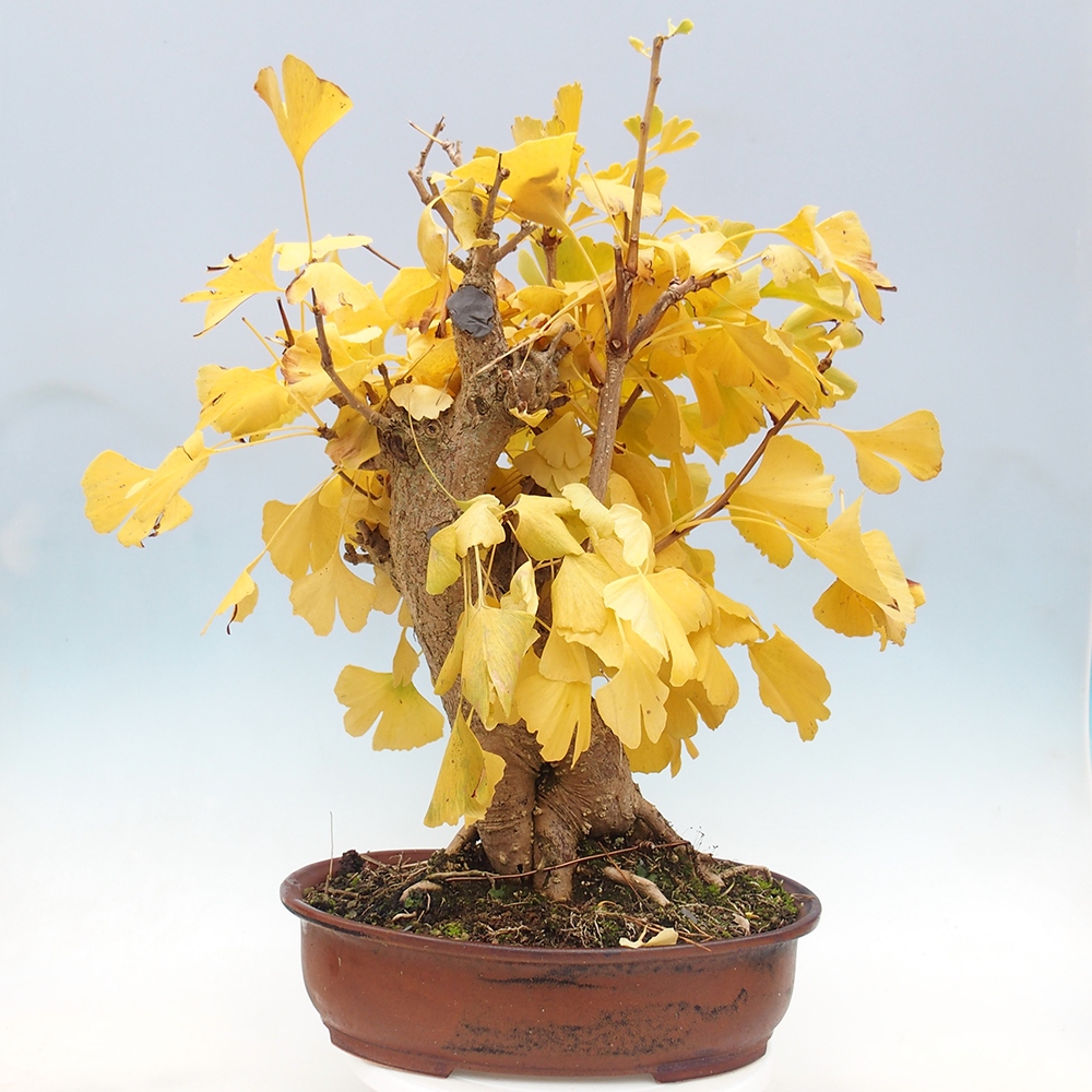 Bonsai für draußen - Ginkgo biloba - Ginkgo biloba
