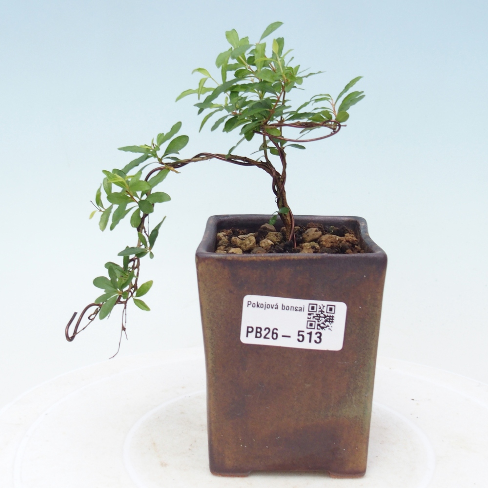 Zimmer-Bonsai-PUNICA granatum nana-Apfel-Granatapfel