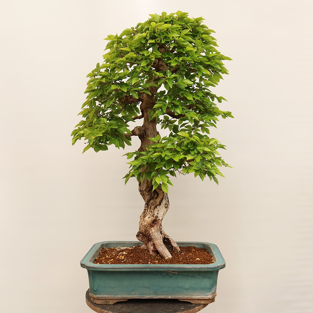 Bonsai für draußen - Karpinus Coreana - Koreanische Hainbuche