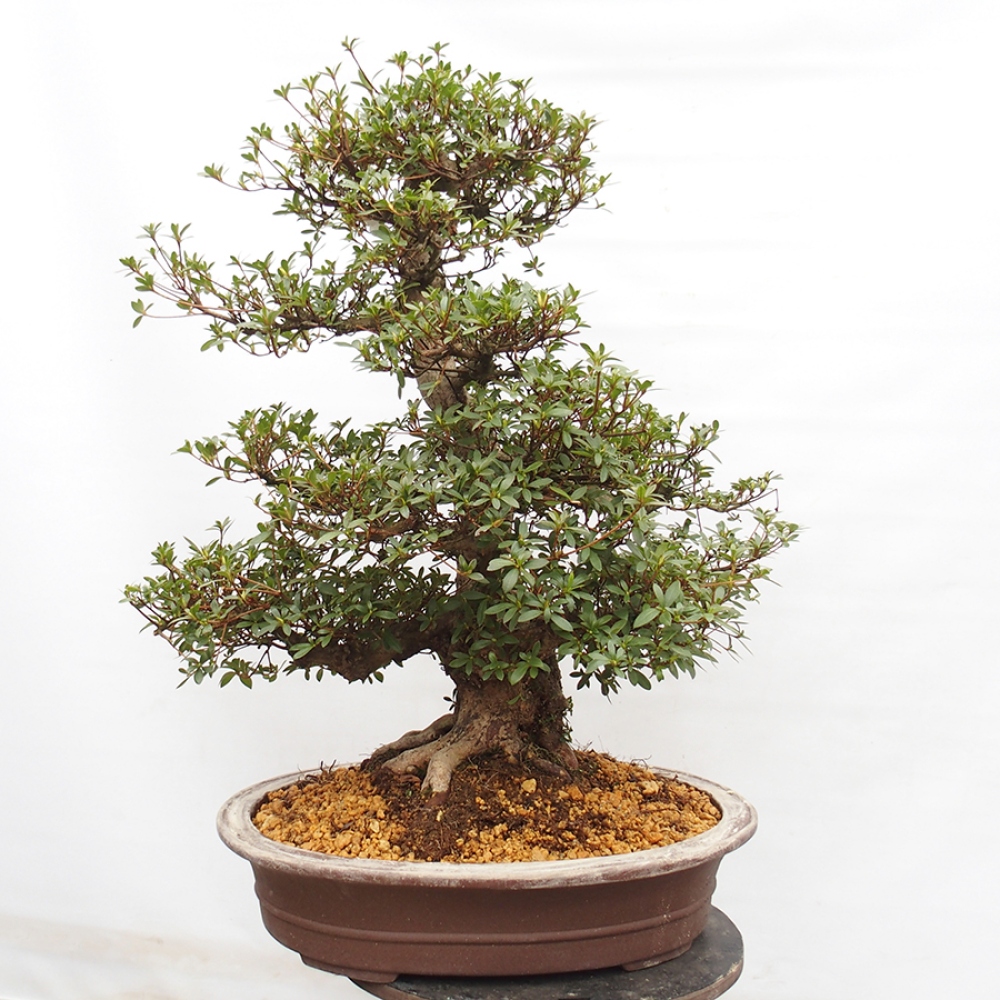 Bonsai für draußen - Japanische Azalee - Azalee Byakuren