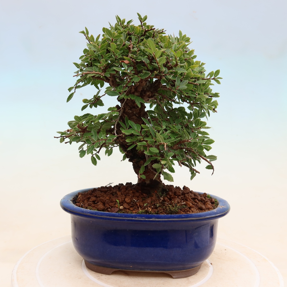 Bonsai für draußen - Zelkova - Zelkova NIRE