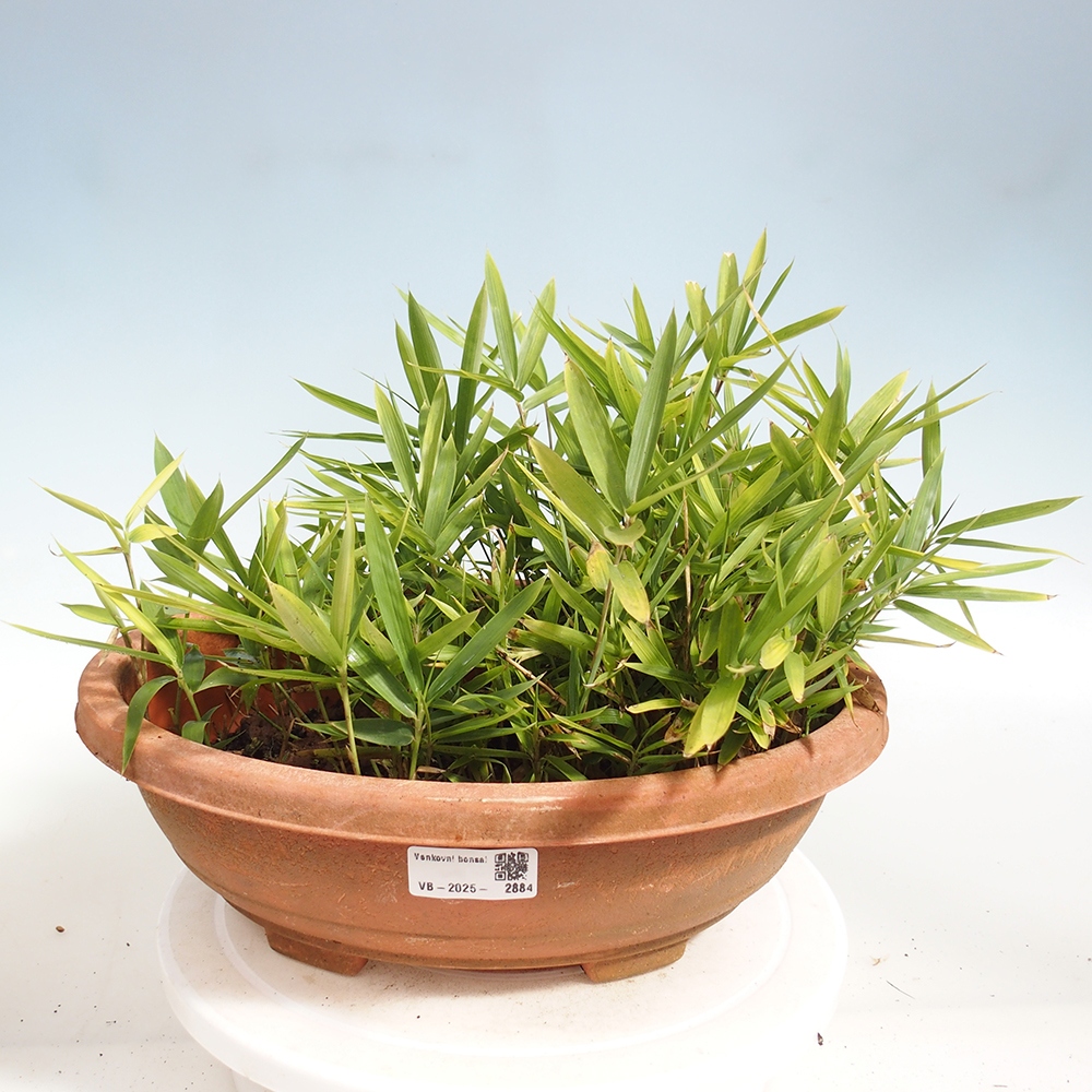 Bonsai für draußen - Pleioblastus argenteostriatus f.pumilus - Zwergbambus