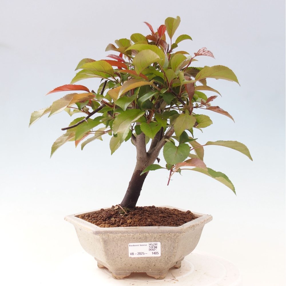 Outdoor-Bonsai -Malus domestica - Kleinfrüchtiger rotblättriger Apfelbaum