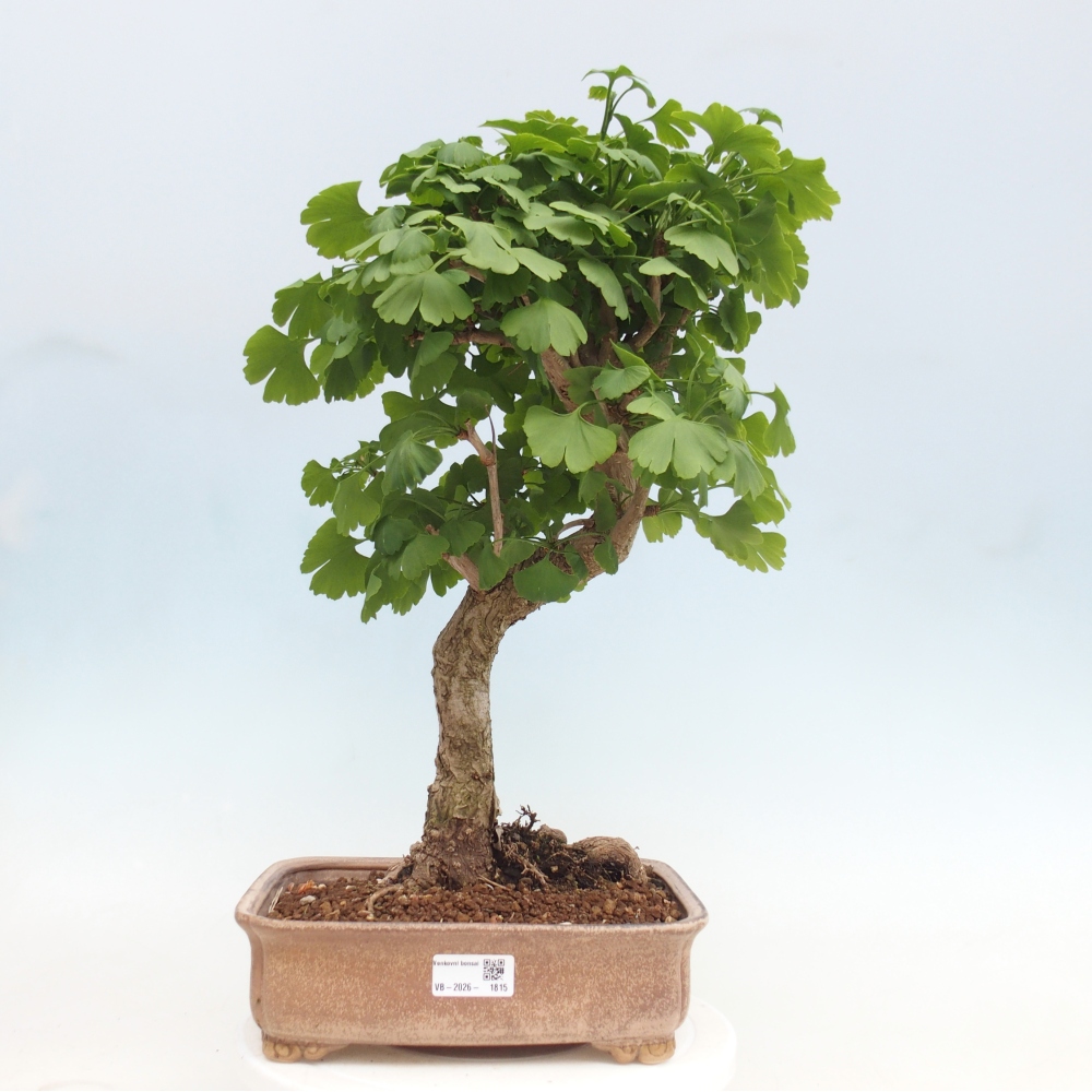 Bonsai für draußen - Ginkgo biloba - Ginkgo biloba