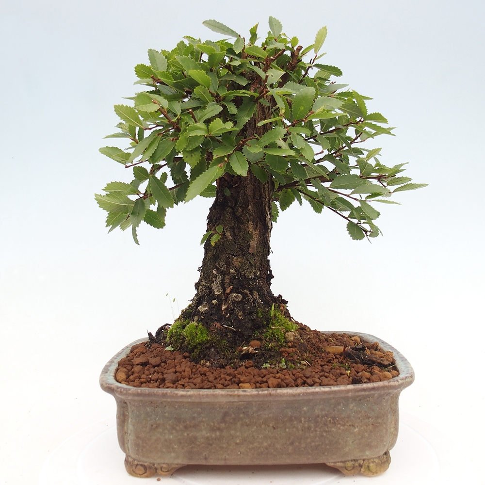 Bonsai für draußen - Zelkova - Zelkova NIRE