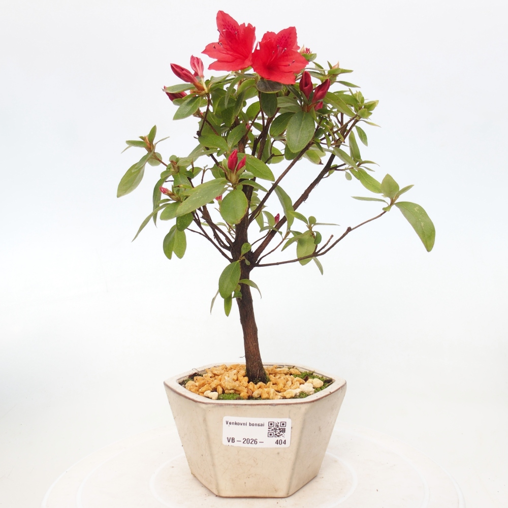 Bonsai für draußen - Japanische Azalee - Azalea sp.