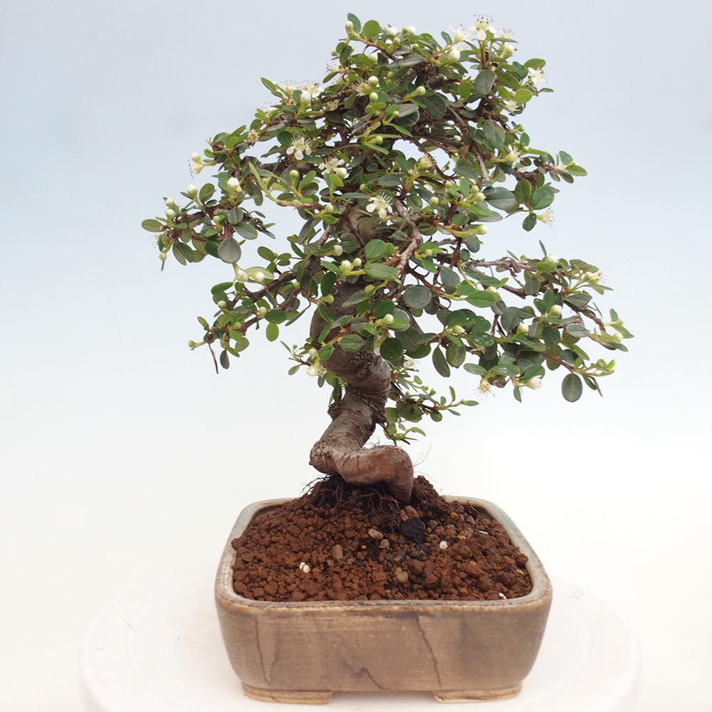 Freiland-Bonsai-Cotoneaster dammeri - Damer's Rock