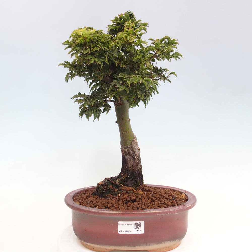 Bonsai für draußen -Javor-Palme Acer palmatum Shishigashira