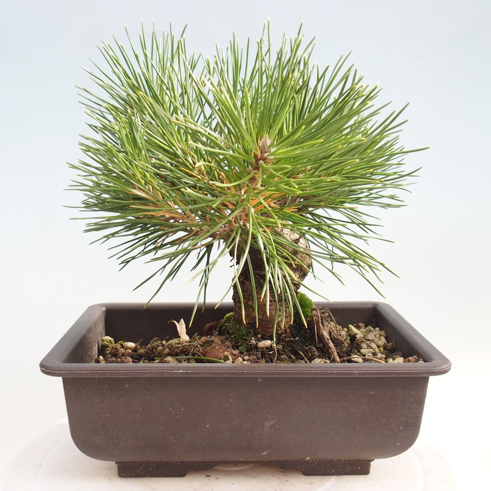 Bonsai für draußen - Pinus thunbergii - Thunberg-Kiefer