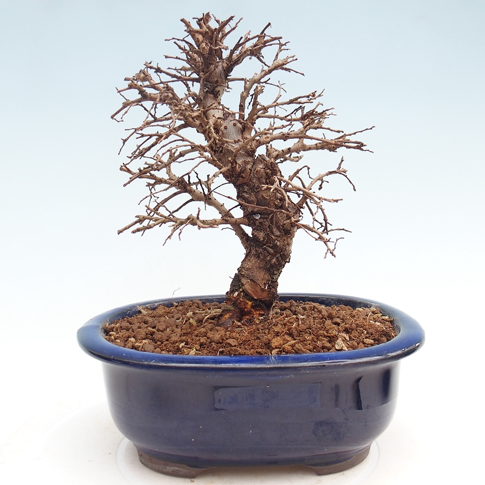 Bonsai für draußen - Zelkova - Zelkova NIRE