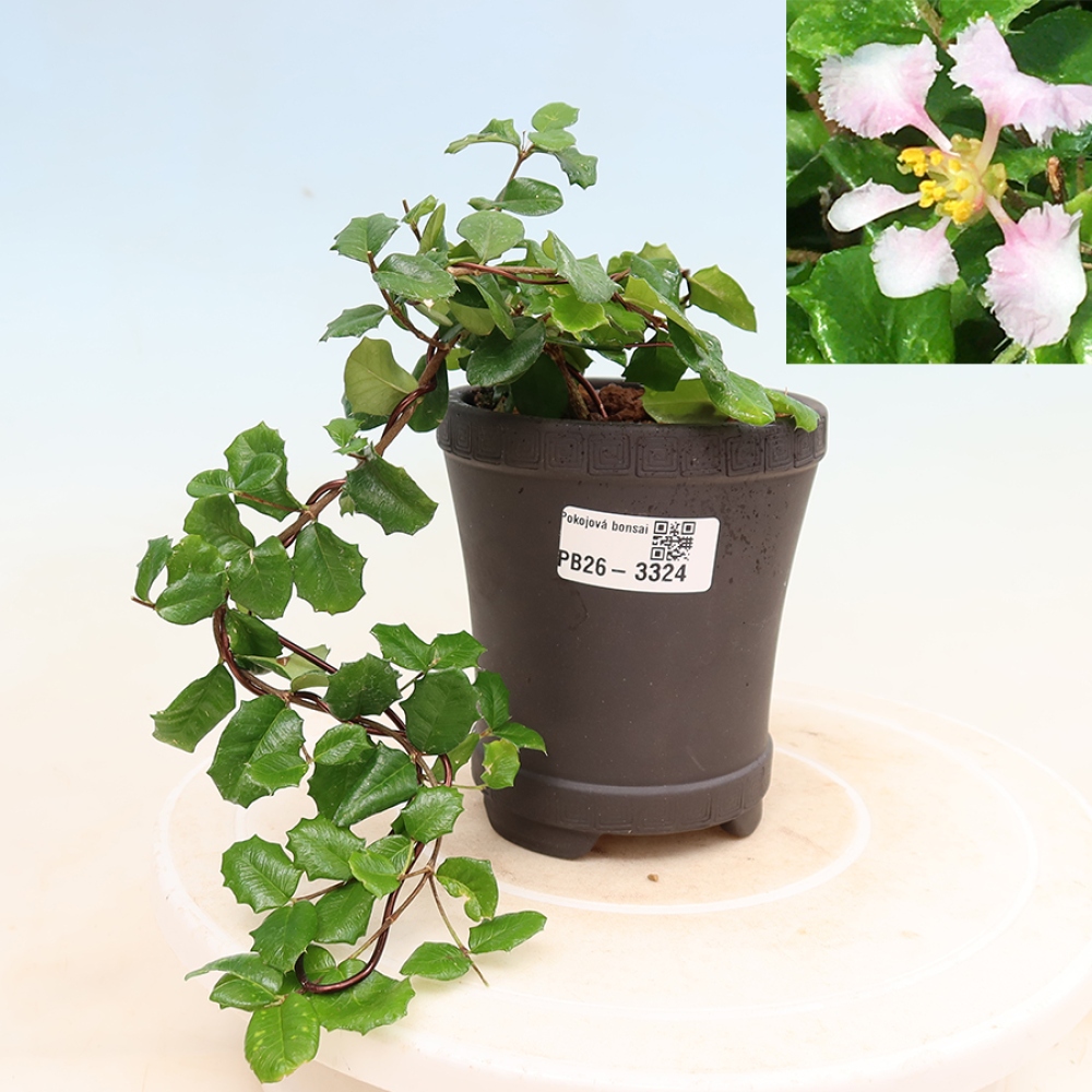 Zimmerbonsai – Barbados-Kirsche (Malpighia coccigera)