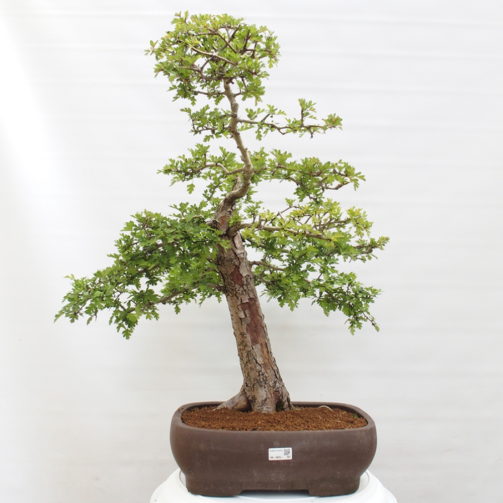 Bonsai für draußen - Weißdorn - Crataegus monogyna