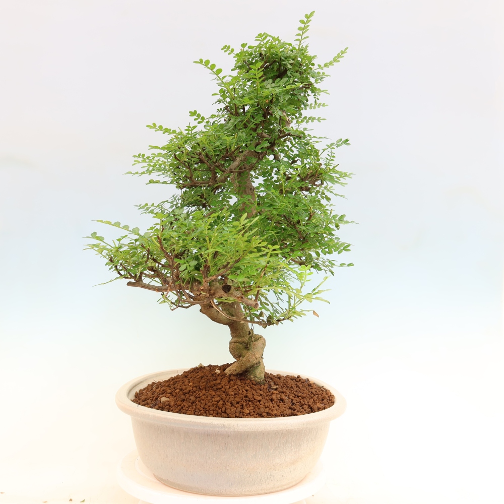 Zimmer Bonsai - Zantoxylum piperitum - Pfefferbaum
