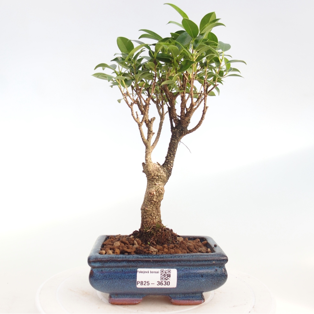 Zimmerbonsai - Ficus retusa - Kleinblättriger Ficus