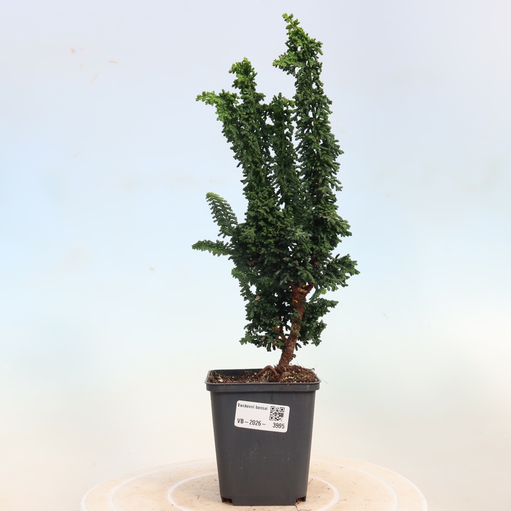 Bonsai für draußen - Cham. obtusa SEKKA HINOKI - Zypresse