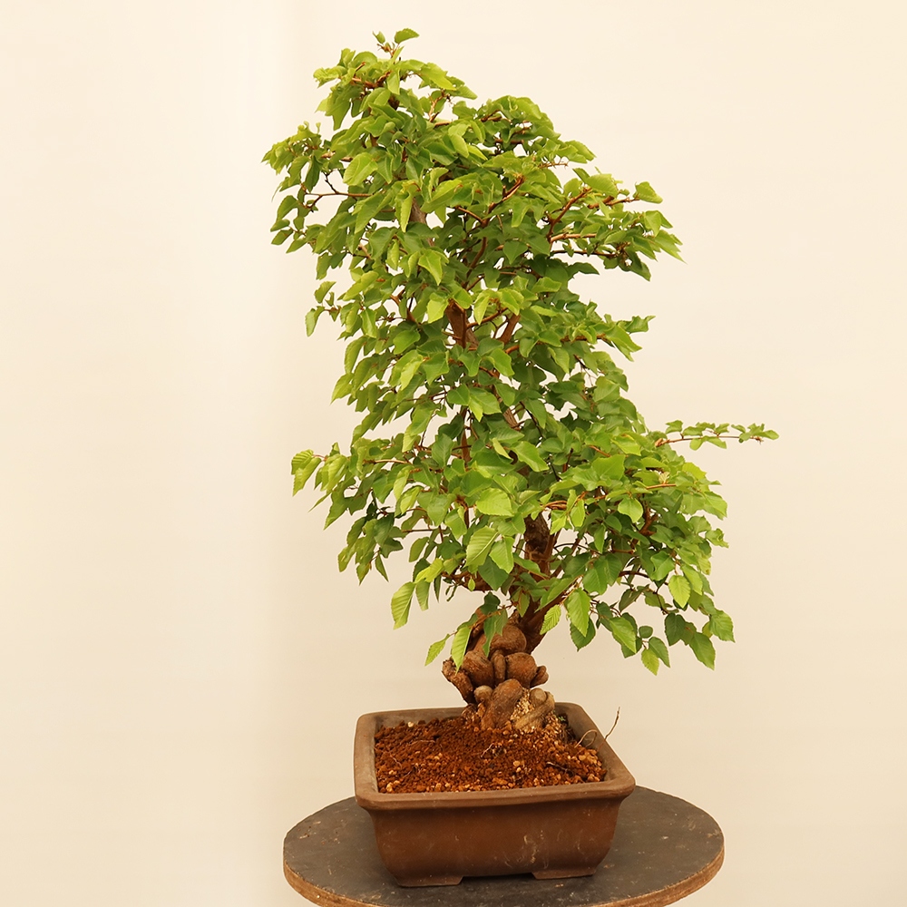 Bonsai für draußen - Karpinus Coreana - Koreanische Hainbuche