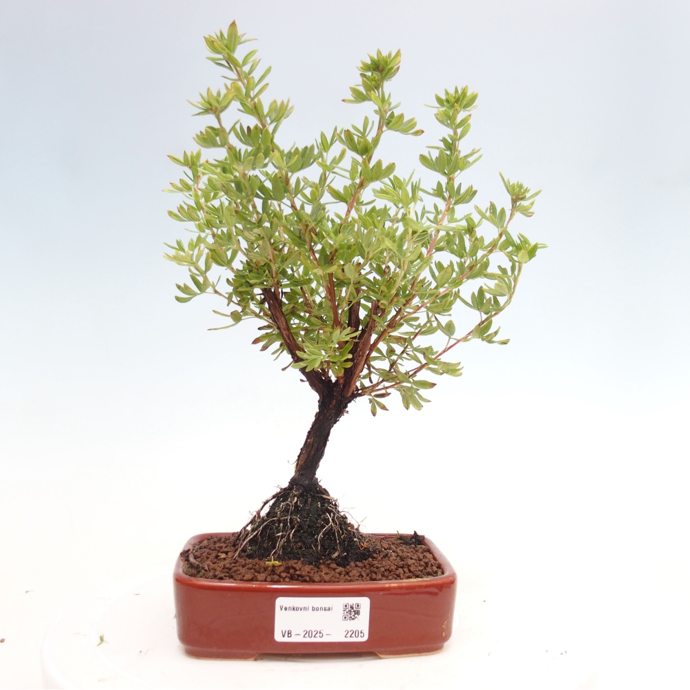Bonsai für draußen - Potentila fruticosa gelber Vogel