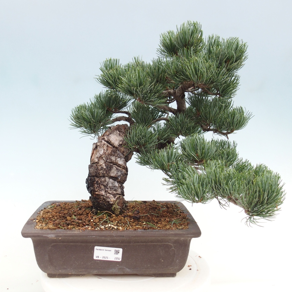Bonsai für draußen - Pinus parviflora - Pinus parviflora