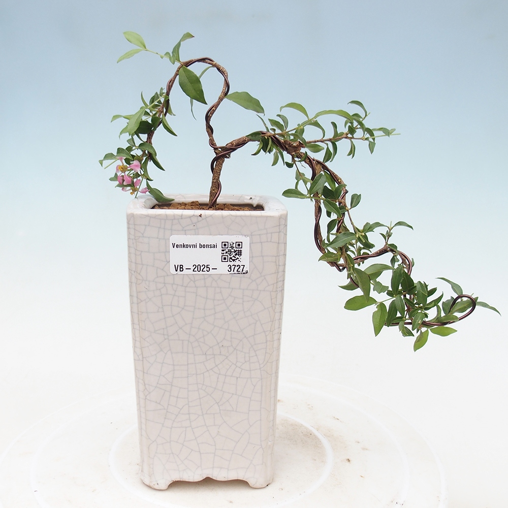 Zimmer Bonsai - Malpighia coccigera- Barbdor Kirsche