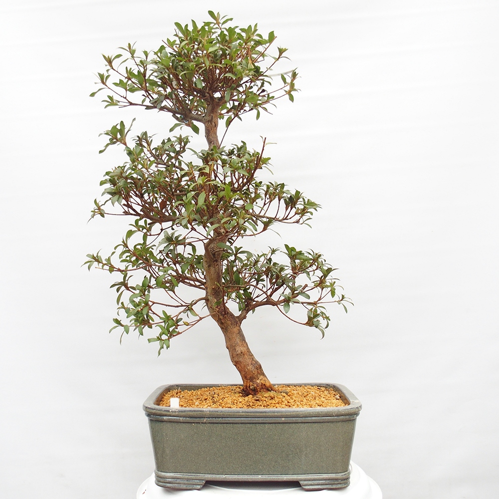 Bonsai für draußen - Japanische Azalee - Azalee Koki