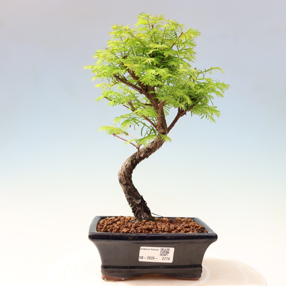 Bonsai für draußen - Metasequoia glyptostroboides - Chinesische Metasequoia